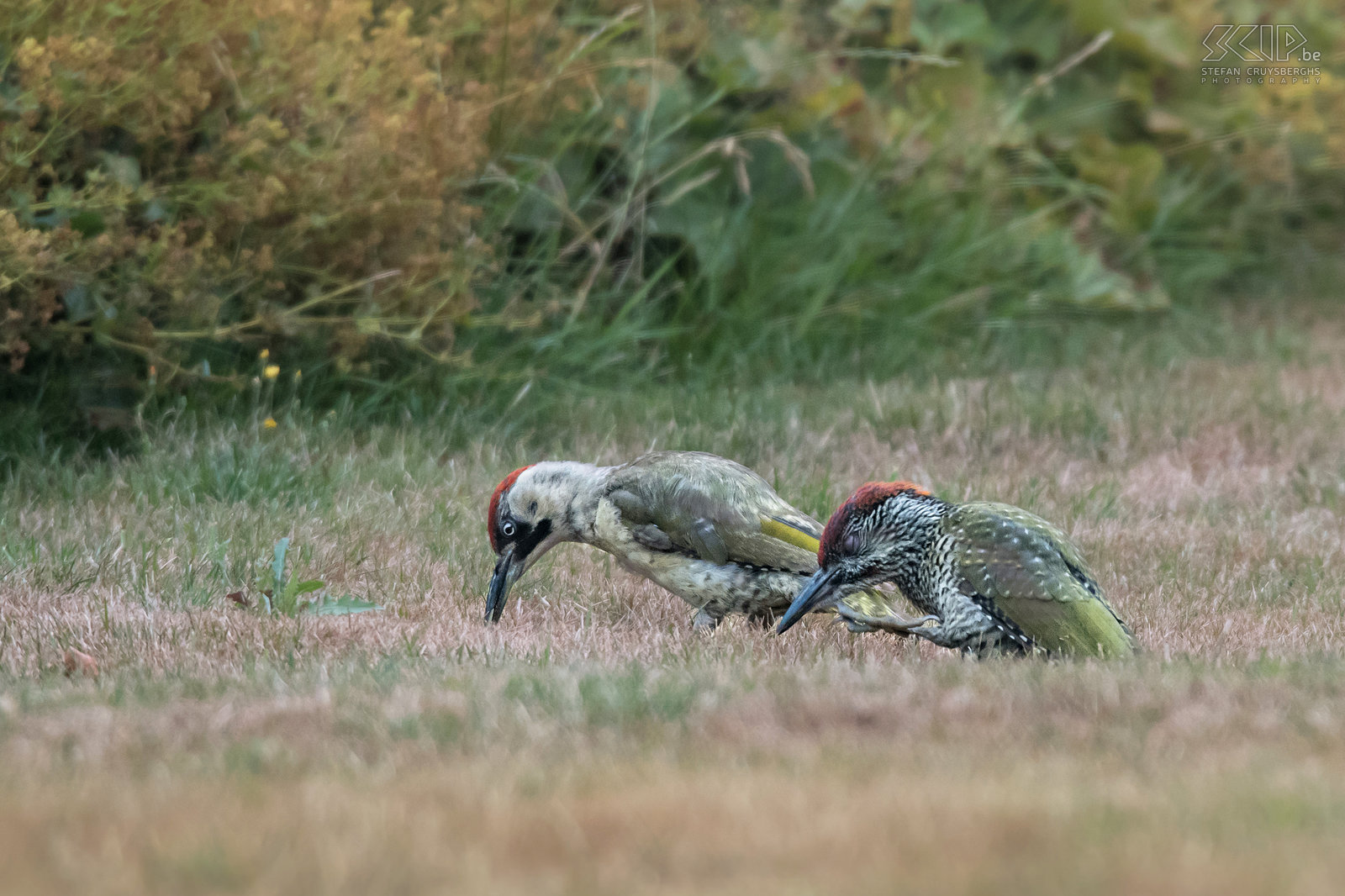 Green woodpeckers Juvenile green woodpecker and his mother (Green woodpecker, Picus viridis) looking for ants in our lawn in Scherpenheuvel (Flanders, Belgium). Juveniles have a speckled plumage and the moustachial stripe (black=female, red=male) is less visible.  Stefan Cruysberghs